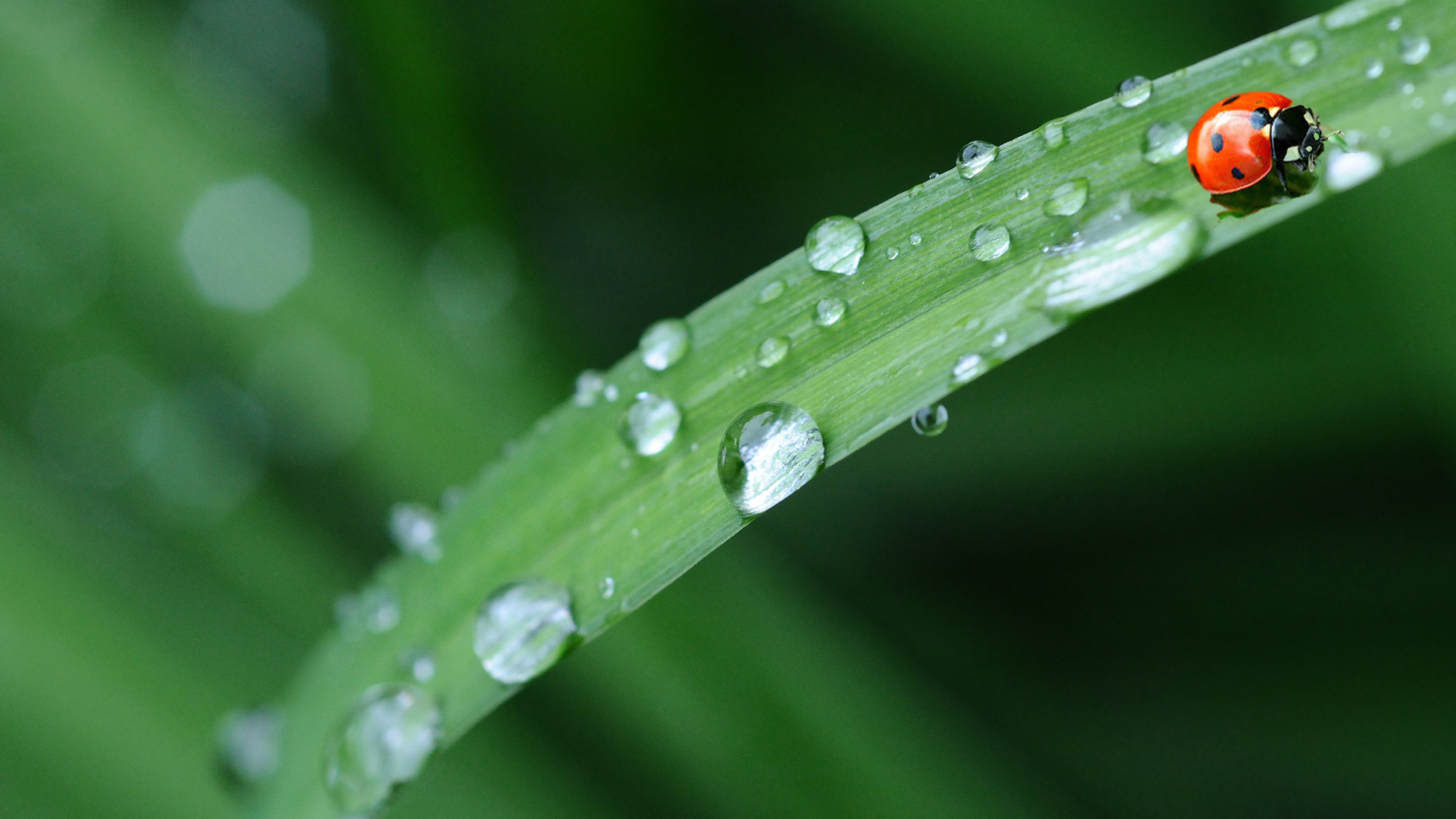 瓢虫雨露.jpg